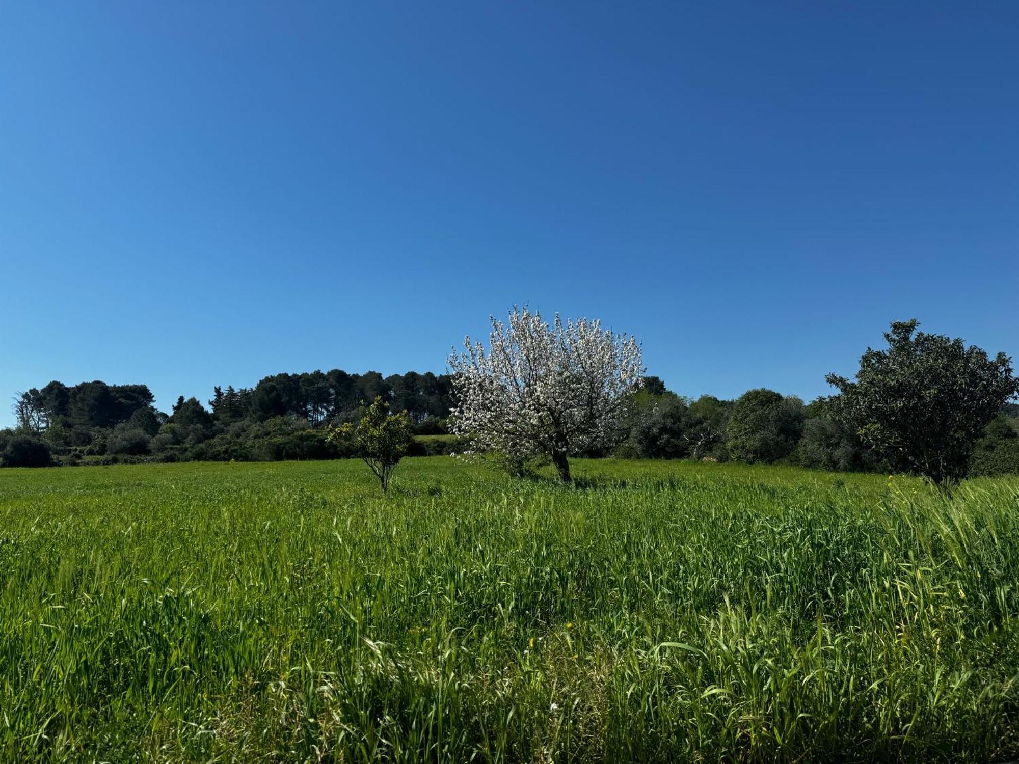 Trulli Del Sole Villa Martina Franca Buitenkant foto
