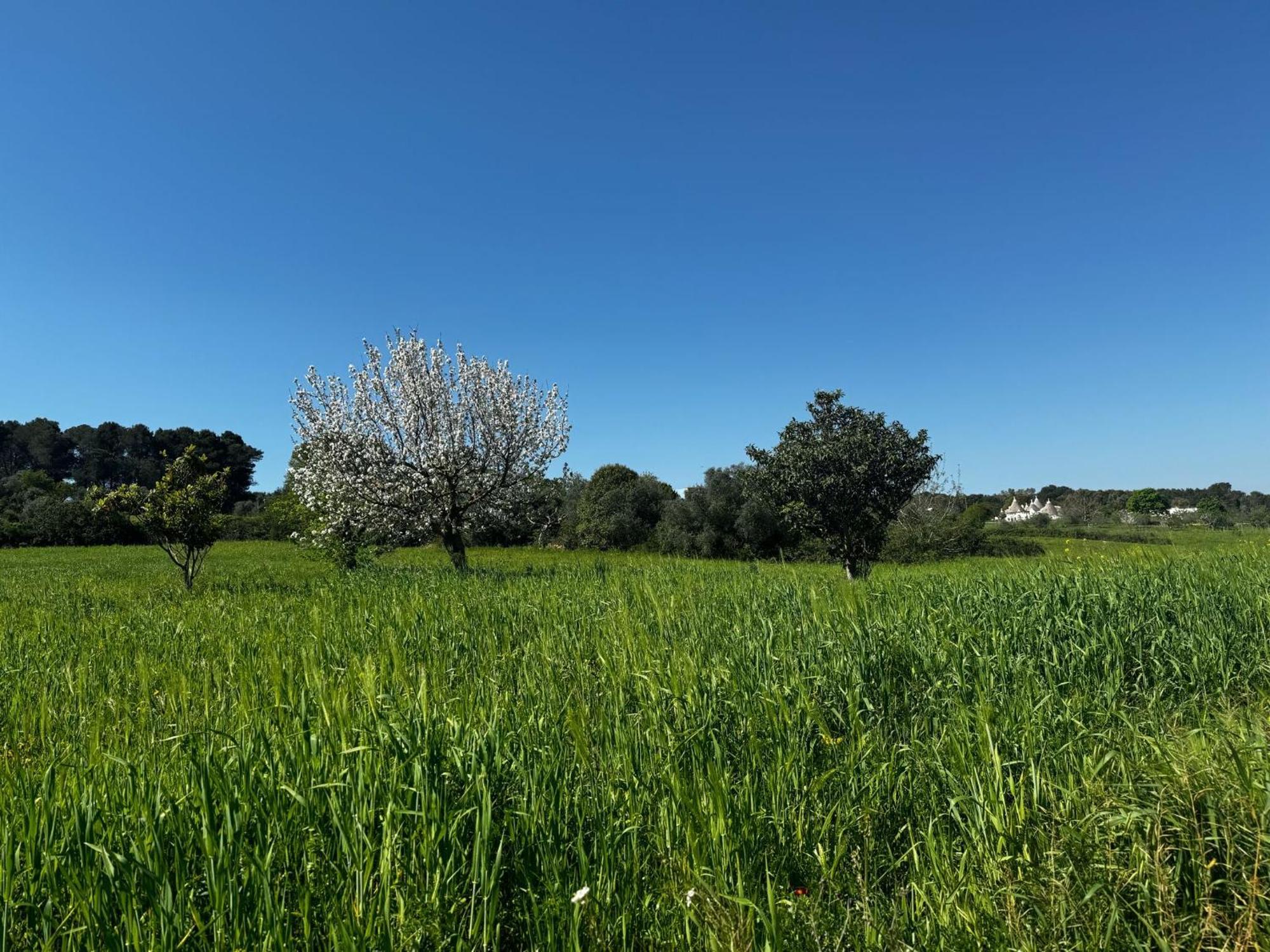Trulli Del Sole Villa Martina Franca Buitenkant foto